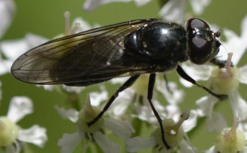 Réf. 190 231 : Cheilosia sp.